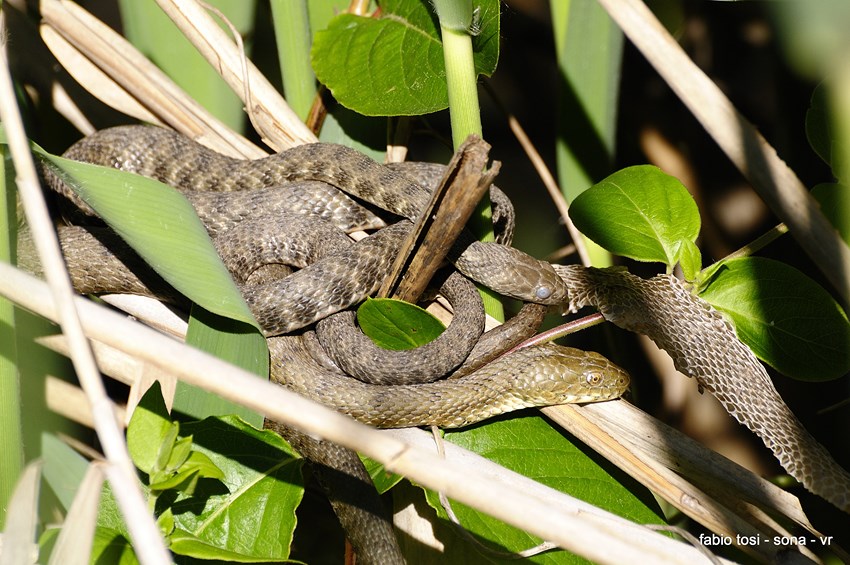 Natrix tessellata: famiglia allargata o famiglia stipata?